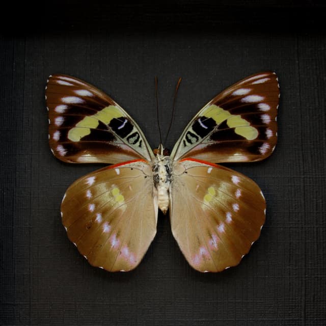 Rare butterfly framed taxidermy - Euthaliopsis aetion philomena - large female