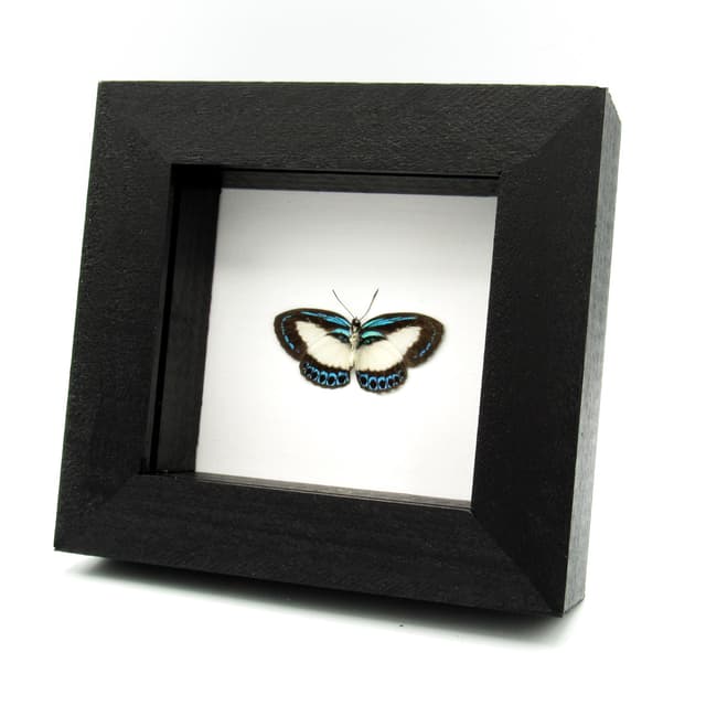 Real blue butterfly framed taxidermy - Danis danis - Victorian mount