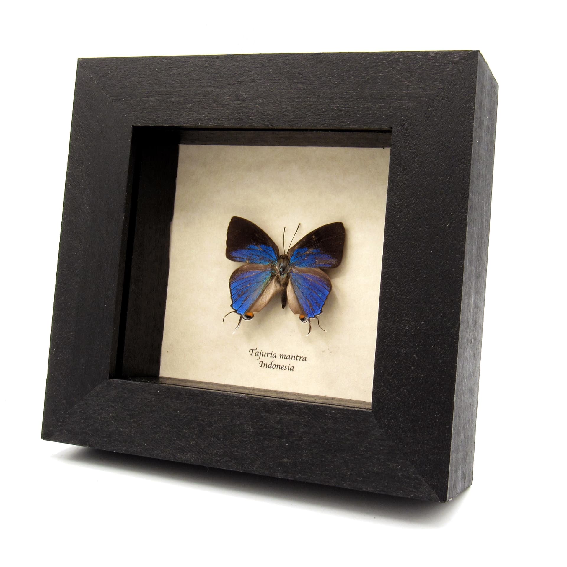 Real Felders Royal blue butterfly framed taxidermy - Tajuria mantra