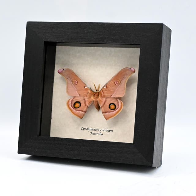 Rare Australian Emperor Gum moth framed taxidermy - Opodiphthera eucalypti
