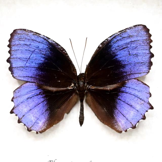 Very rare purple butterfly framed taxidermy - Elymnias nelsoni