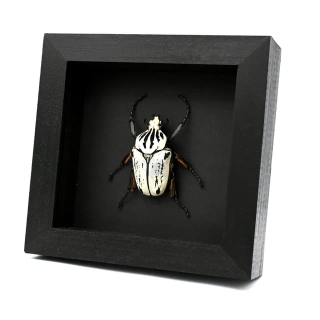 Real giant Flower beetle framed taxidermy - Goliathus orientalis preissi (usambarensis)