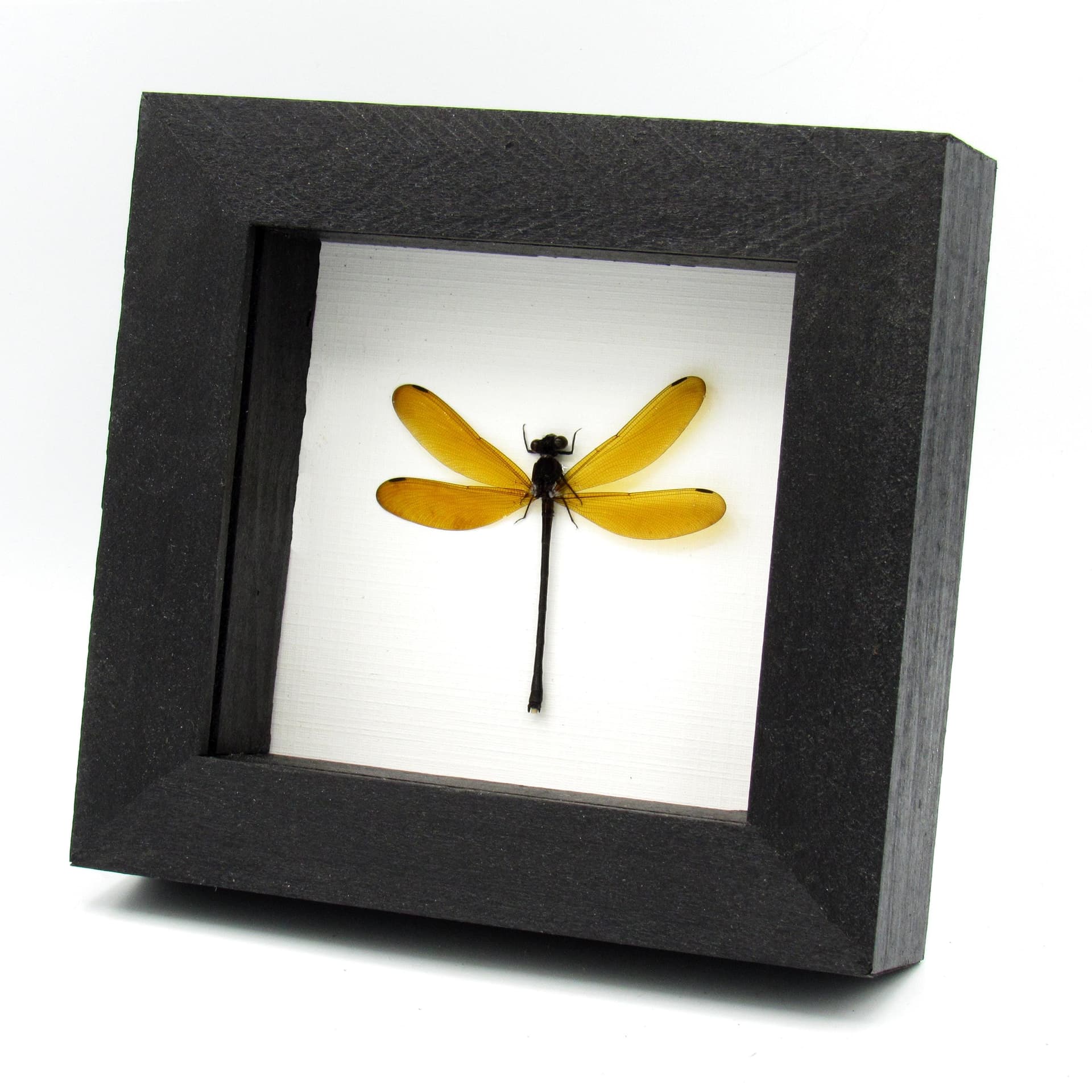 Real Dragonfly framed taxidermy - Euphaea lara