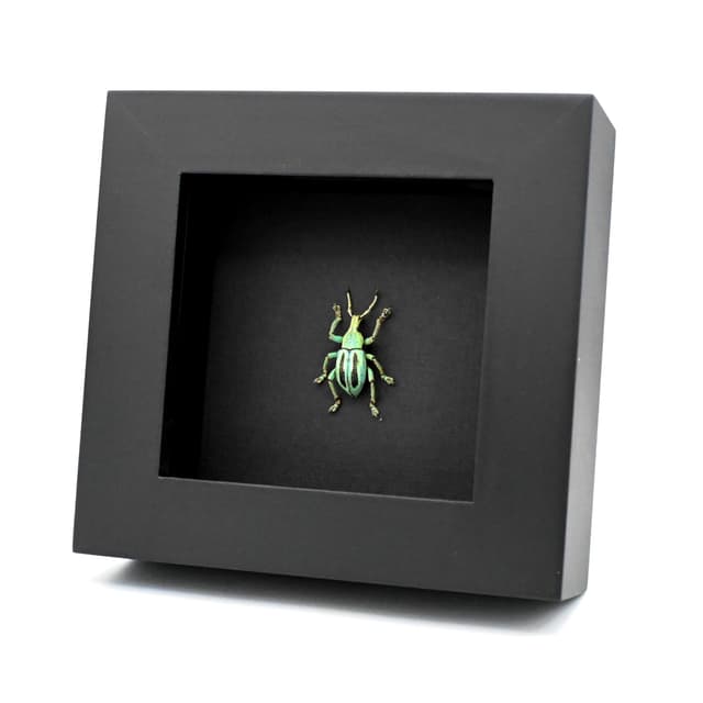 Rare Weevil beetle framed taxidermy - Eupholus marilaurea