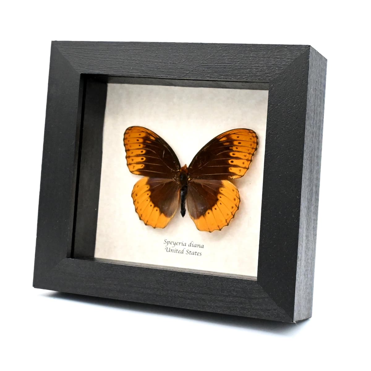Rare Diana Fritillary framed taxidermy - Speyeria diana - missing antenna