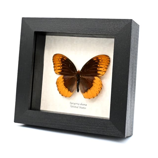 Rare Diana Fritillary framed taxidermy - Speyeria diana - missing antenna