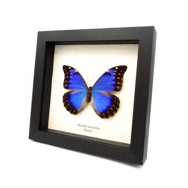 Very rare metallic blue/violet Morpho butterfly framed taxidermy - Morpho anaxibia - large female