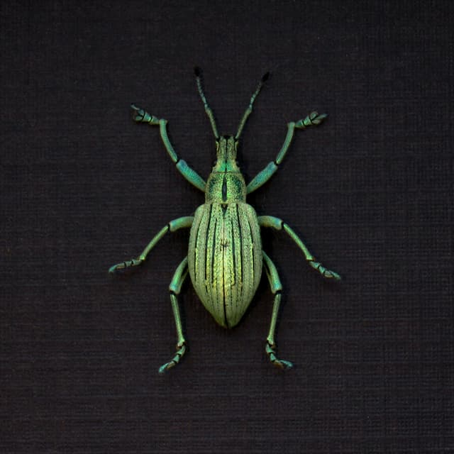 WEEVIL MANIA - Real metallic green Snout Beetle framed taxidermy - Celebia arrogans