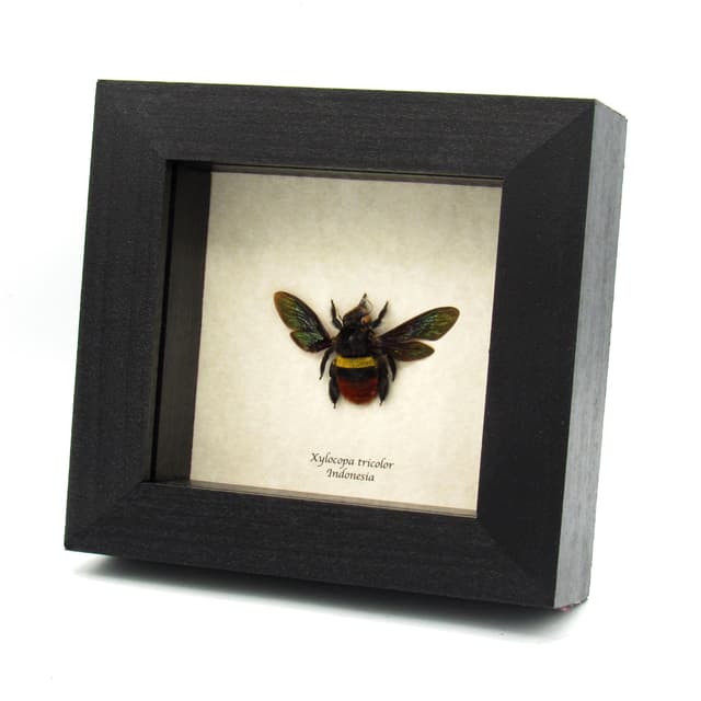 Rare Tricolored Carpenter Bee framed taxidermy - Xylocopa tricolor