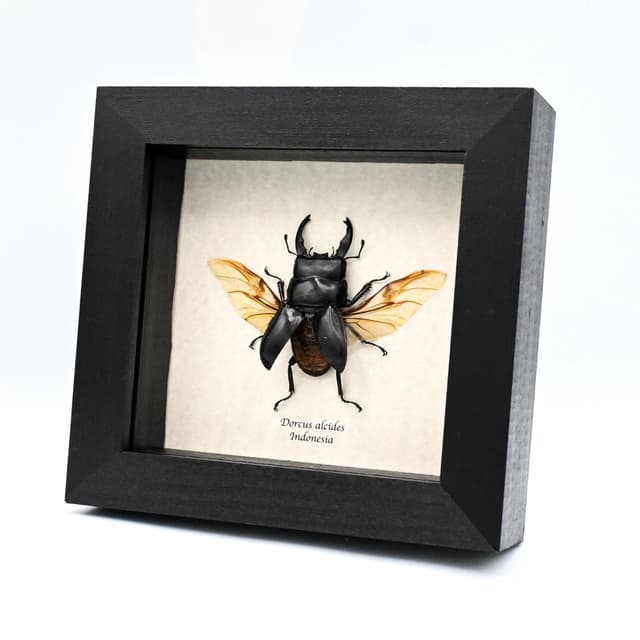 Real black Stag beetle framed taxidermy - Dorcus alcides