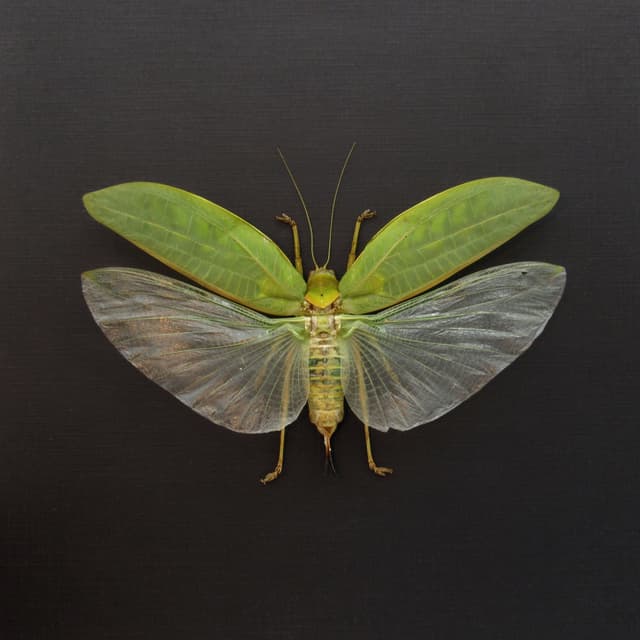 Real Giant Bush Cricket framed taxidermy - Pseudophyllus neriifolius - XL female