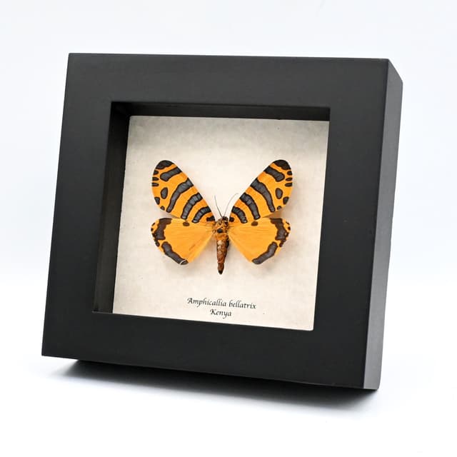 Rare framed taxidermy Tiger Moth - Amphicallia bellatrix