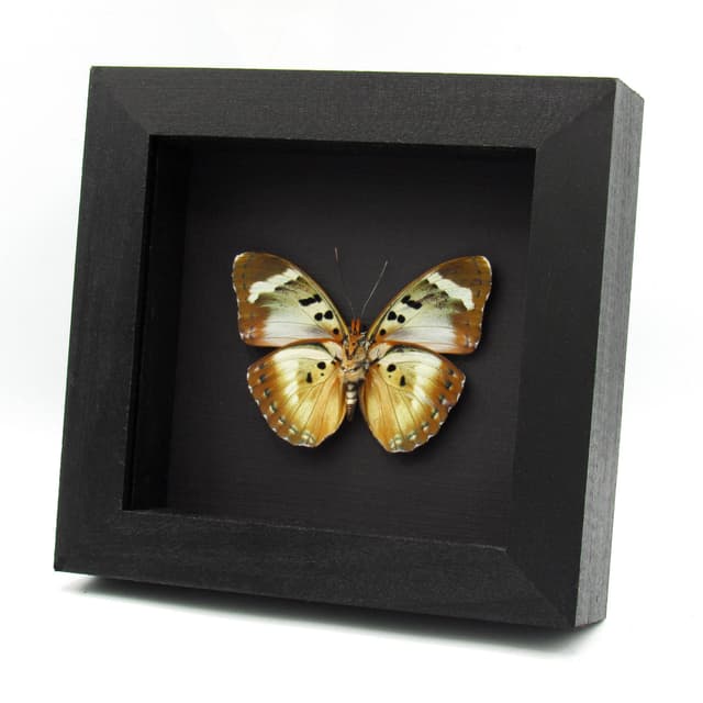 Rare Iridescent Gold Forester butterfly framed specimen - Euphaedra themis niveovittata