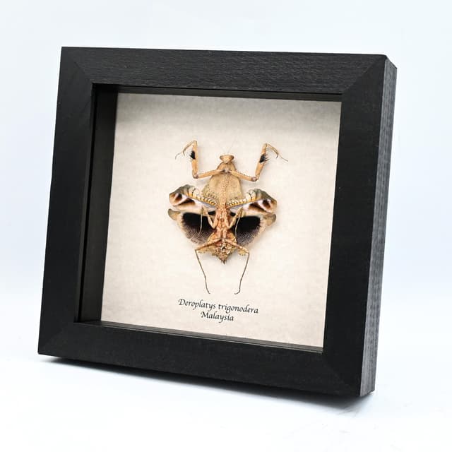 Rare framed taxidermy Dead Leaf praying mantis - Deroplatys trigonodera