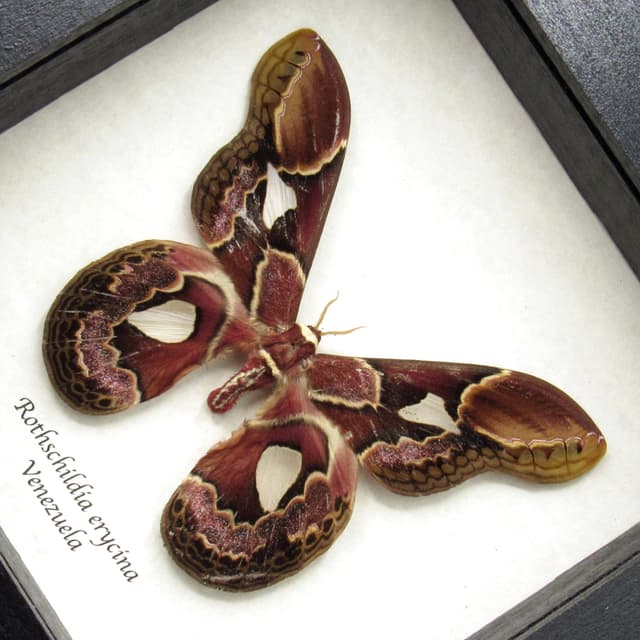 Real Rothschild's Silk moth framed taxidermy - Rothschildia erycina - 2