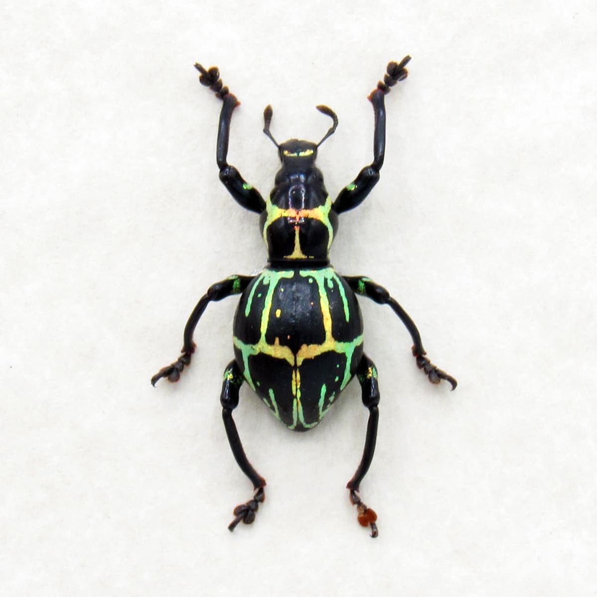 Real metallic weevil beetle framed specimen - Pachyrhynchus phaleratus - large female