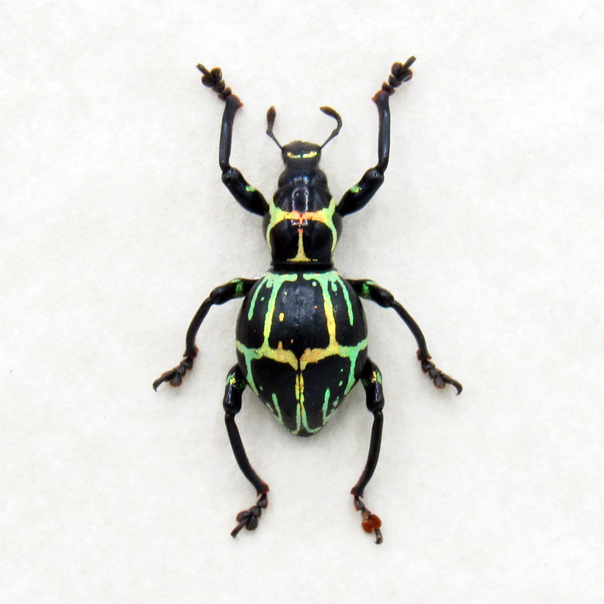 Real metallic weevil beetle framed specimen - Pachyrhynchus phaleratus - large female