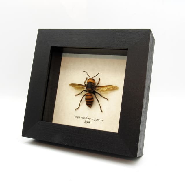 Real Giant Murder Hornet framed taxidermy - Vespa mandarinia japonica - worker
