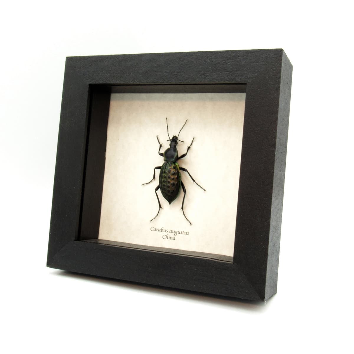 Real large green Ground beetle framed taxidermy - Carabus augustus