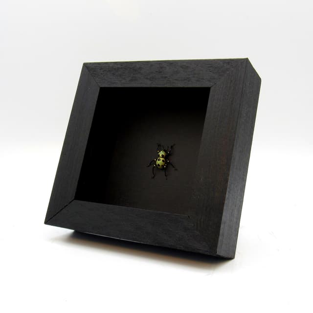 WEEVIL MANIA - Real gold beetle framed taxidermy - Pachyrhynchus orbifer - rare color form