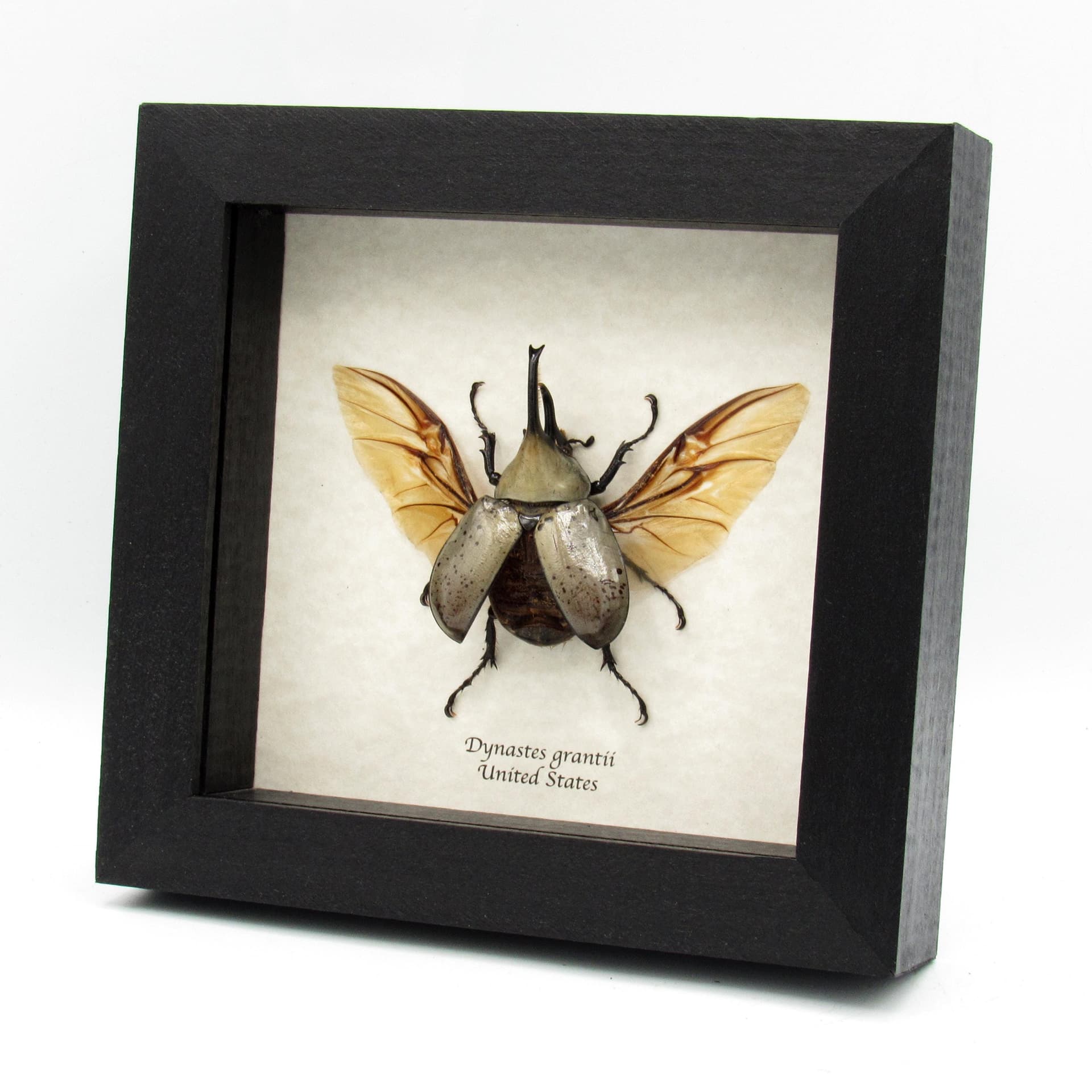 Real large Western Hercules beetle framed taxidermy - Dynastes grantii