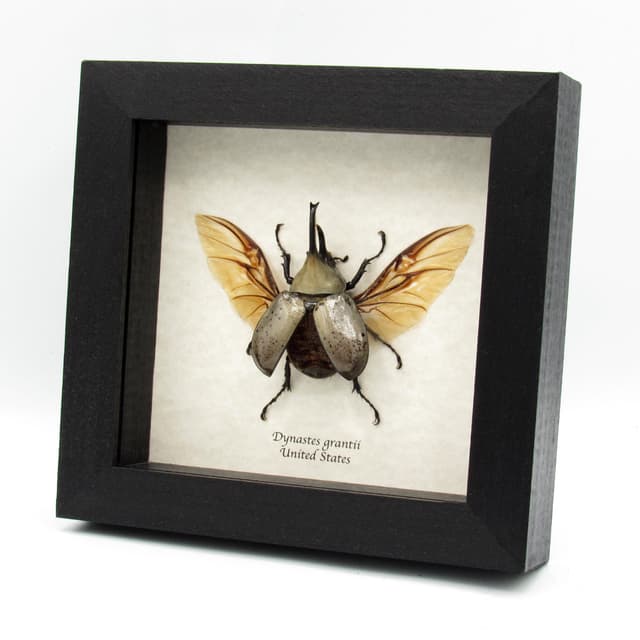 Real large Western Hercules beetle framed taxidermy - Dynastes grantii
