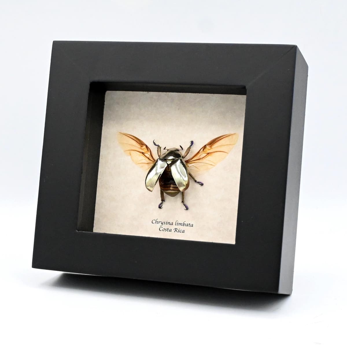 Very rare silver Jewel beetle framed taxidermy - Chrysina limbata