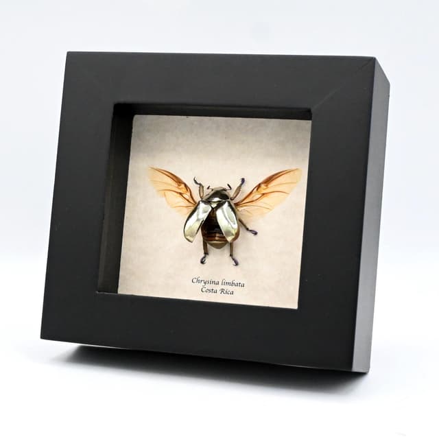 Very rare silver Jewel beetle framed taxidermy - Chrysina limbata