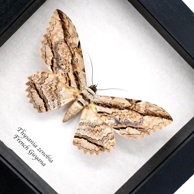 Real Giant Noctuid moth framed taxidermy - Thysania zenobia
