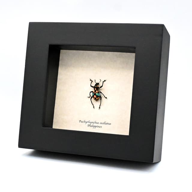 WEEVIL MANIA - Real blue beetle framed - Pachyrhynchus ocellatus - rare color form