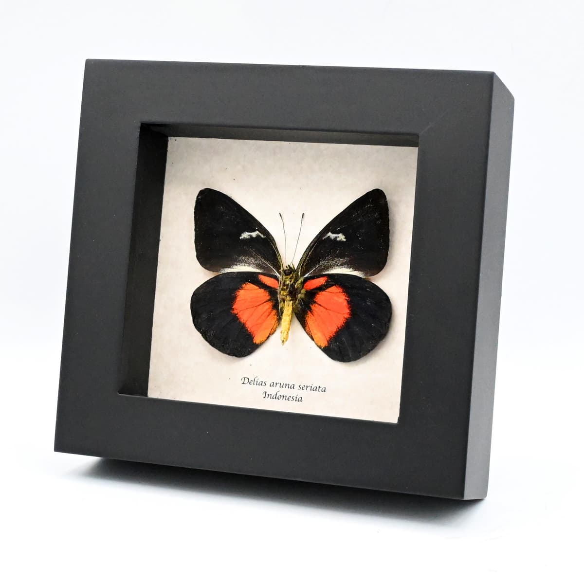 Rare black and red Delias butterfly framed taxidermy - Delias aruna seriata