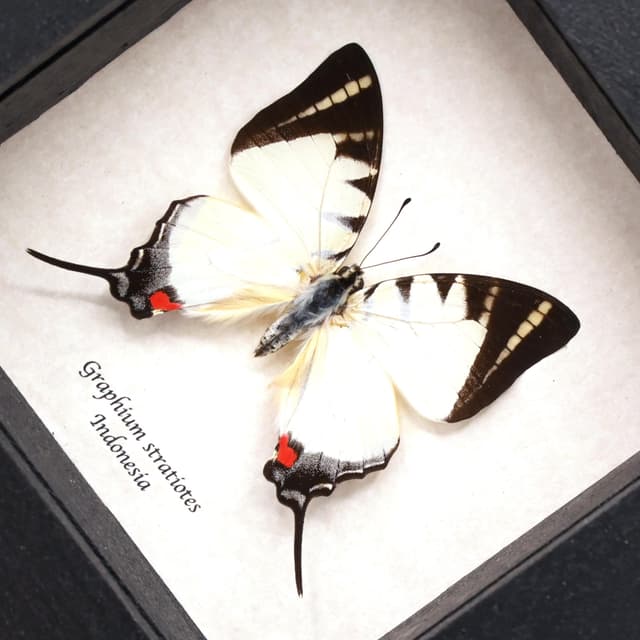 Rare Kinabalu Swordtail butterfly framed taxidermy - Graphium stratiotes