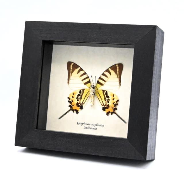Real Euphrates Swordtail butterfly framed taxidermy - Graphium euphrates