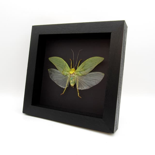 Real Giant Bush Cricket framed taxidermy - Pseudophyllus neriifolius