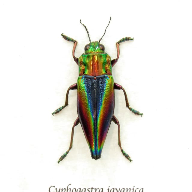 Real Rainbow beetle framed taxidermy - Cyphogastra javanica
