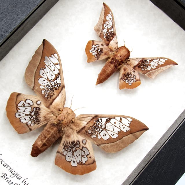 Rare Clear Wing Saturn moths framed taxidermy - Neocarnegia basirei - male and female pair