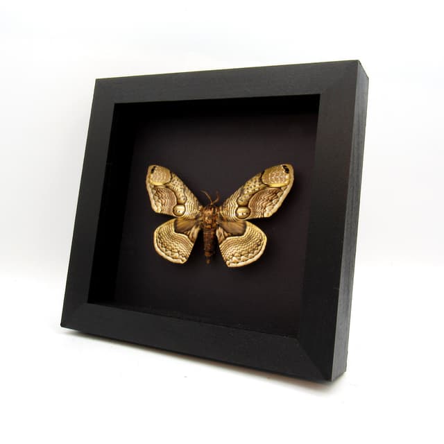 Large Brahmin moth framed taxidermy - Brahmaea wallichii