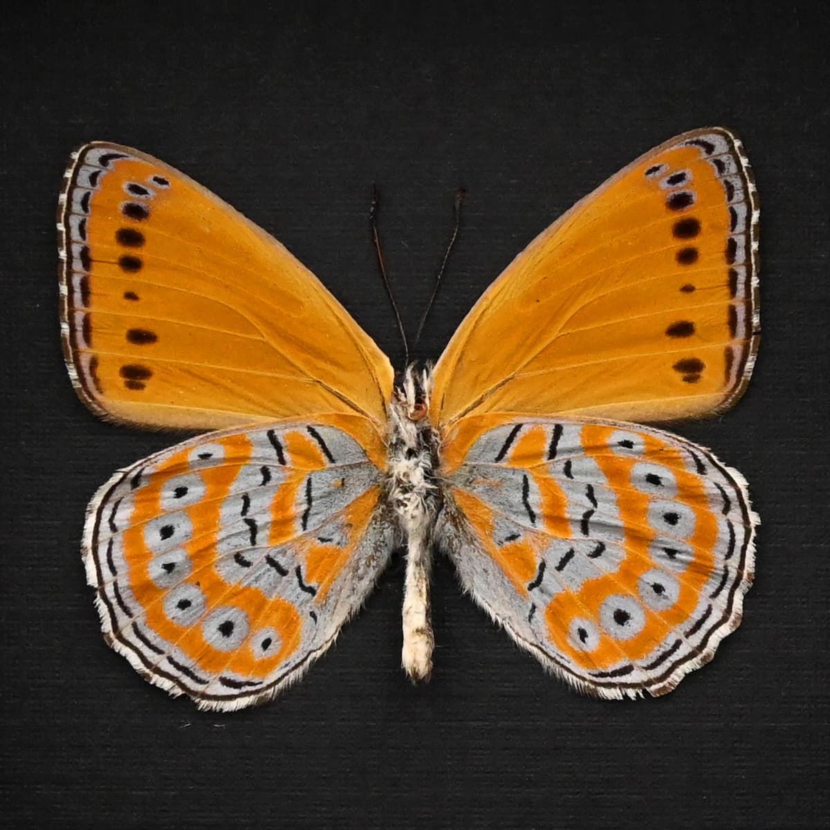Real lavender and Orange butterfly framed taxidermy - Sallya pechueli