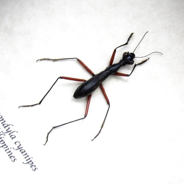 Real black Tiger Beetle framed taxidermy - Tricondyla cyanipes