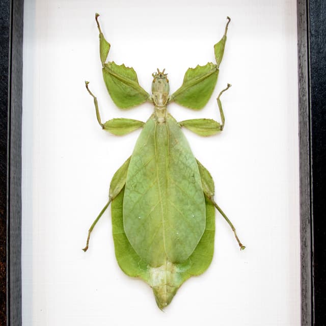 Real Walking Leaf insect framed taxidermy - Phyllium celebicum - female