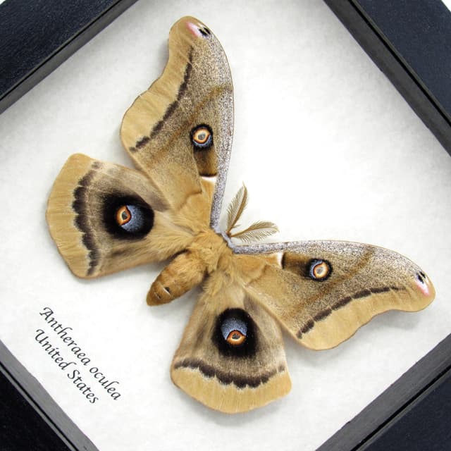 Giant Western Polyphemus moth framed taxidermy - Antheraea oculea