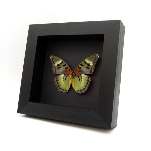 Rare green Forester butterfly framed - Euphaedra ueleana
