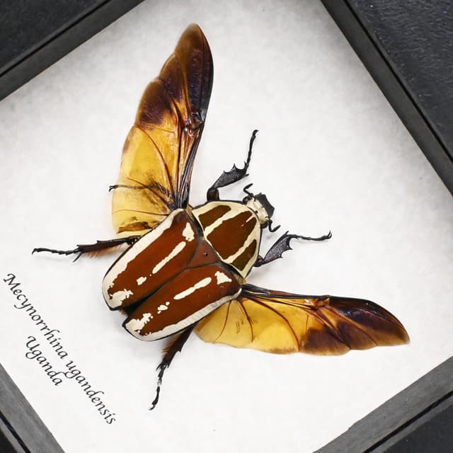 Large Scarab beetle framed taxidermy - Mecynorrhina ugandensis - female