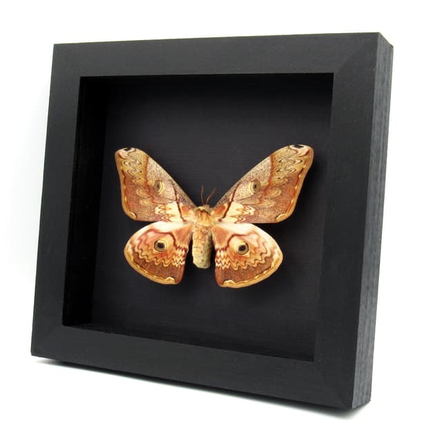 Rare Saturn moth framed taxidermy - Caligula thibeta - large female