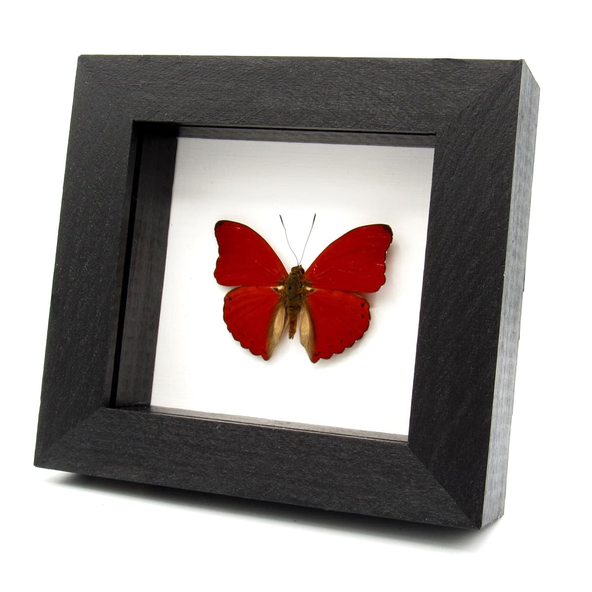Real Red Glider butterfly framed taxidermy - Cymothoe sangaris
