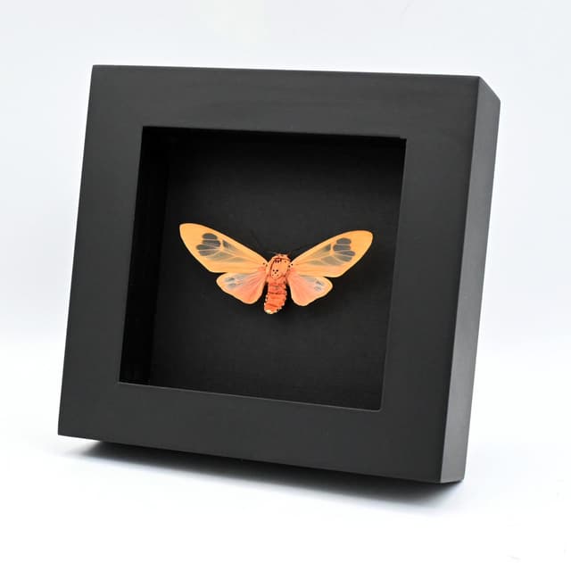 Rare peach Arctiid moth framed taxidermy - Amerila madagascariensis
