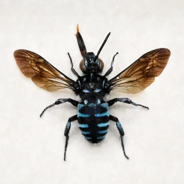 Real tiny blue bee framed taxidermy - Apidae species
