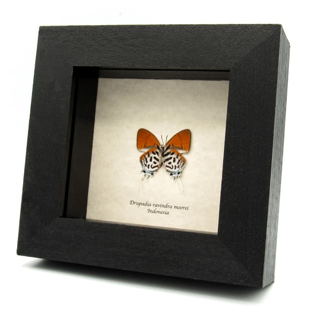 Real Posy butterfly framed specimen - Drupadia ravindra moorei