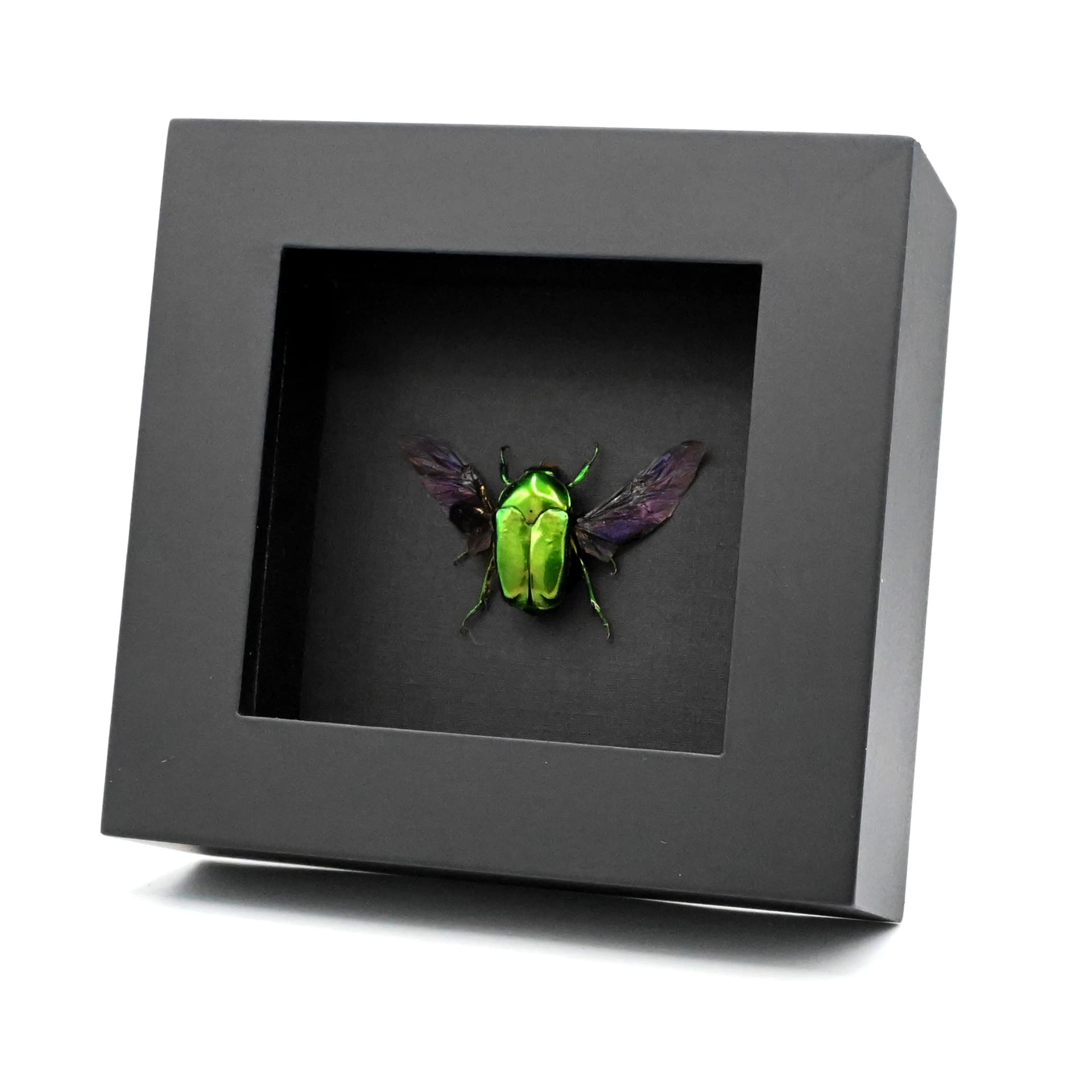 Real metallic green beetle framed taxidermy - Ischiopsopha ceramensis