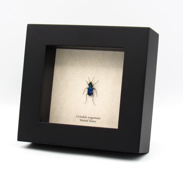 Real North American Tiger beetle framed taxidermy - Cicindela sexguttata